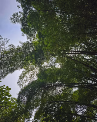 Upward view into arching bamboo canopy against a pale sky